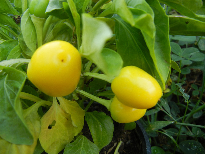 Miniature Yellow Bell Pepper (`12, Aug.24)