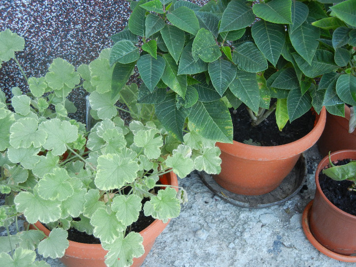 Geranium & Christmas Plant (`12, Sep.02)