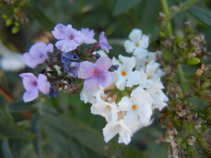 Purple & White Buddleja (2012, Sep.02)