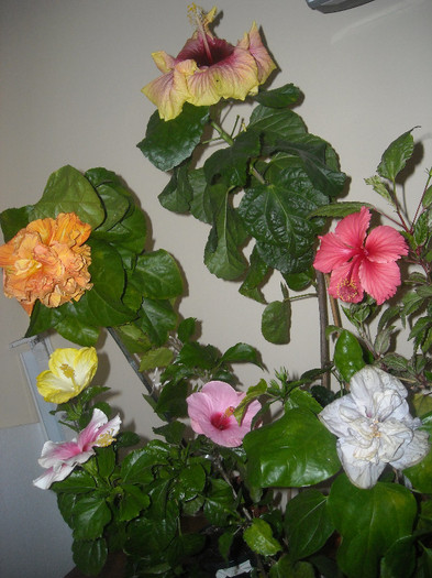 Hibiscus grup