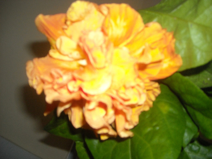Hibiscus Flameball