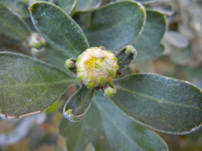 Chrysanthemum (2012, Sep.05)