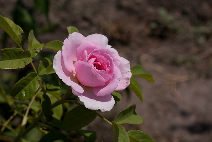 Gertrude Jekyll (David Austin)