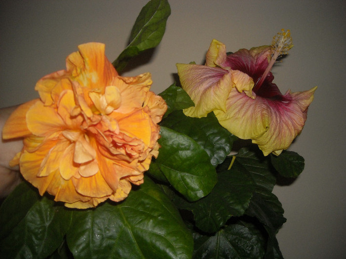 Hibiscus Flameball   Tahitian Quinn