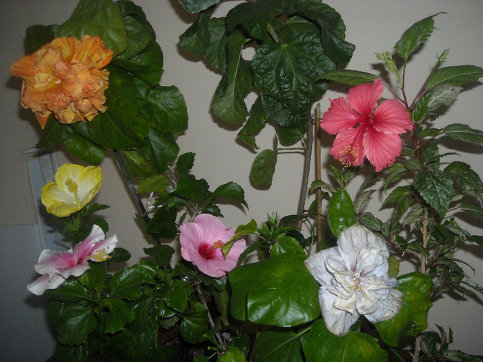 Hibiscus grup