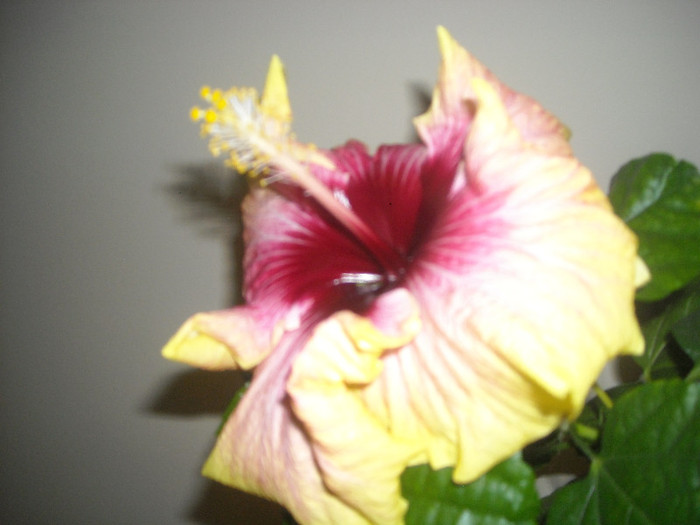 Hibiscus Tahitian Quinn