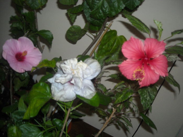 Hibiscus grup