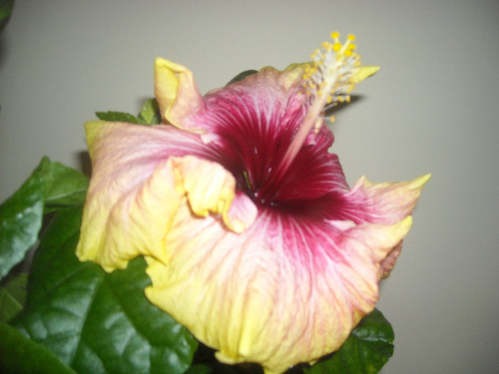 Hibiscus Tahitian Quinn