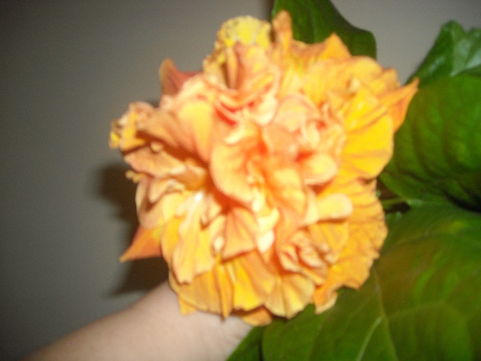 Hibiscus Flameball