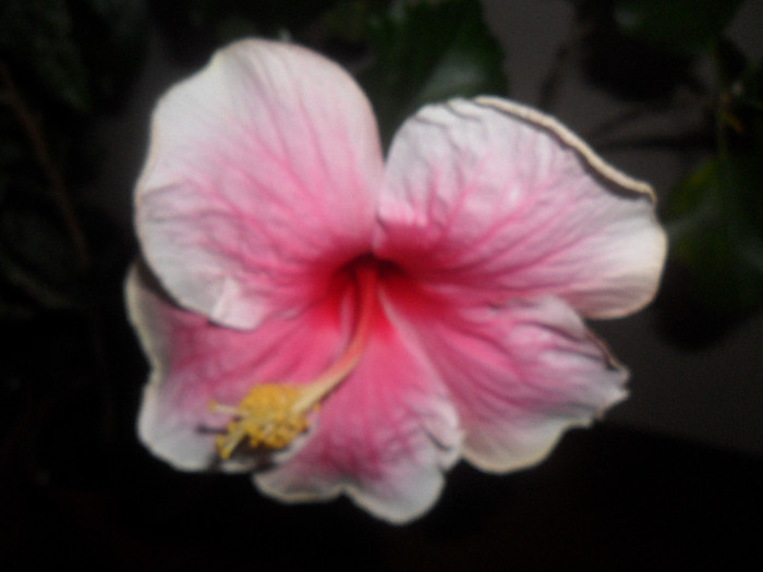 Hibiscus Bali