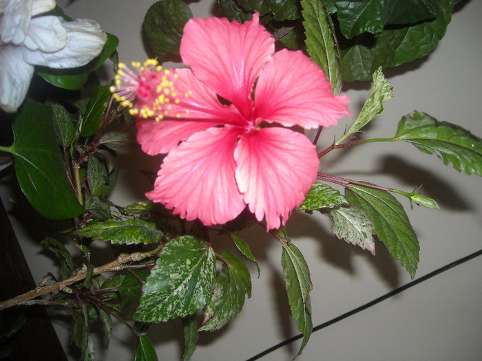 Hibiscus Cooperi Rose Flake
