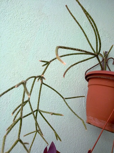 rhipsalis - florile din balcon