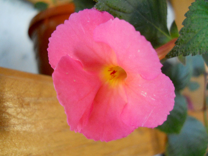 peach cascade - ACHIMENES 2012