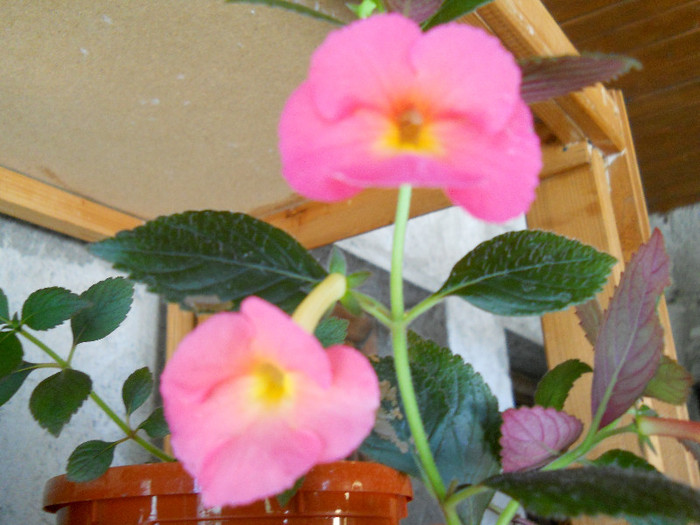 DSCN2471 - ACHIMENES 2012