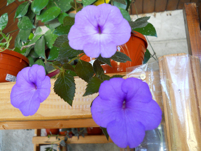 DSCN2473 - ACHIMENES 2012