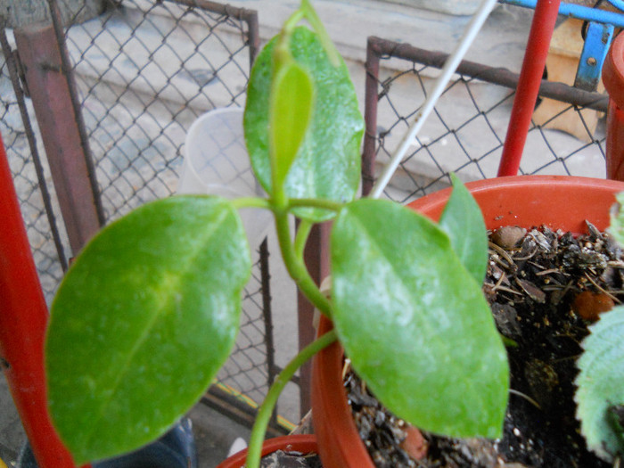 h.sussuela(eriostema) - HOYA-2012