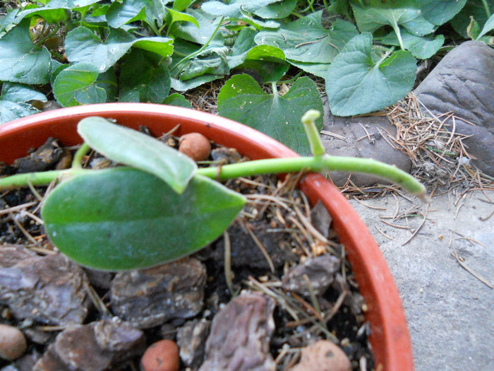 h.ciliata(eriostema)