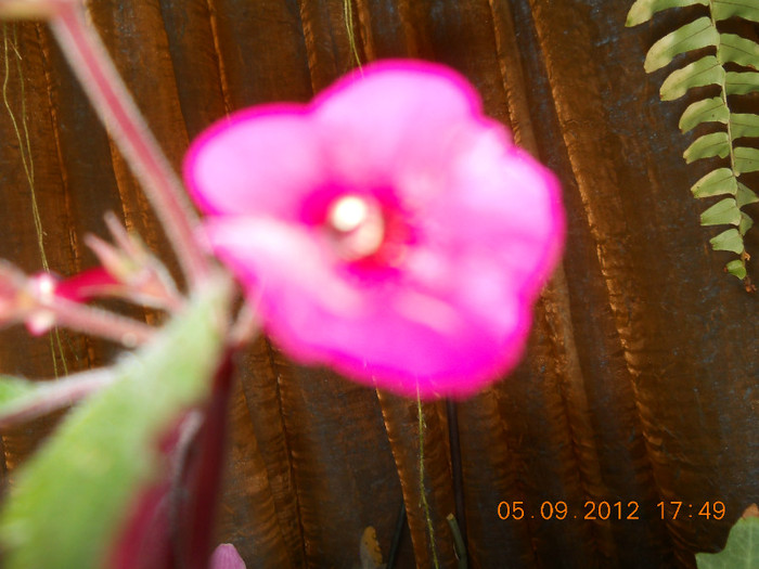 05.09.2012 004 - ACHIMENES- KOHLERIA SI EUCODONIA