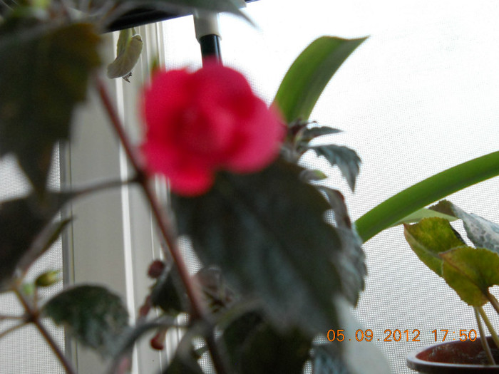 05.09.2012 011; stan delicht
