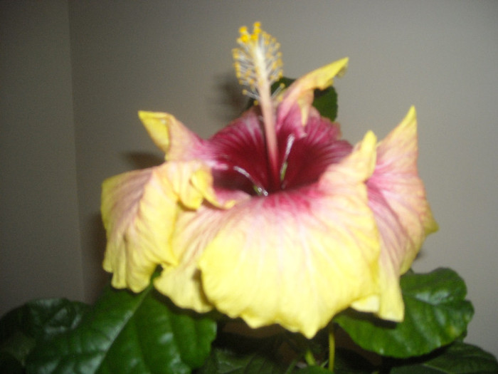 Hibiscus Tahitian Quinn