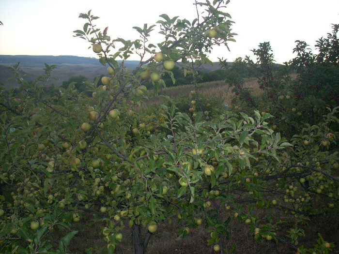 MAR GOLDAN - GOJI SI POMI FRUCTIFERI