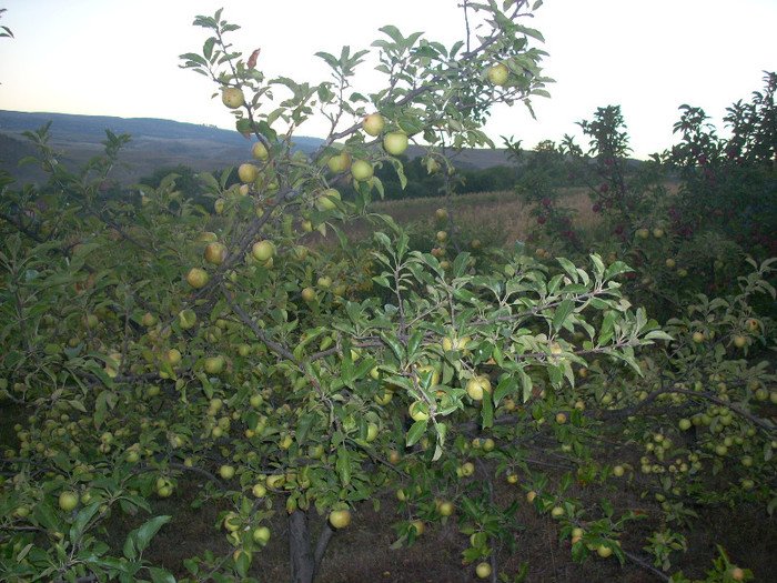 ACELASI - GOJI SI POMI FRUCTIFERI