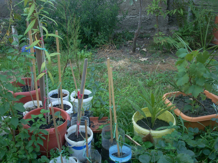 PLANTE DE GOJI IN DIFERITE STADII - GOJI SI POMI FRUCTIFERI