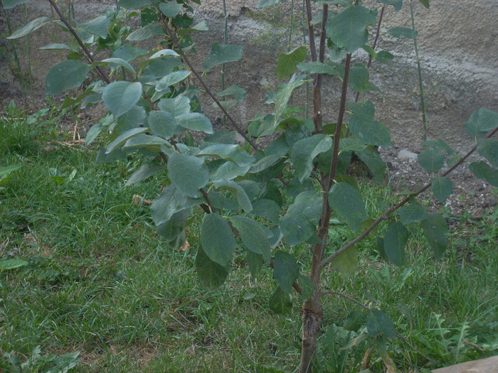 PRUN ALTOIT DE 1  AN - GOJI SI POMI FRUCTIFERI