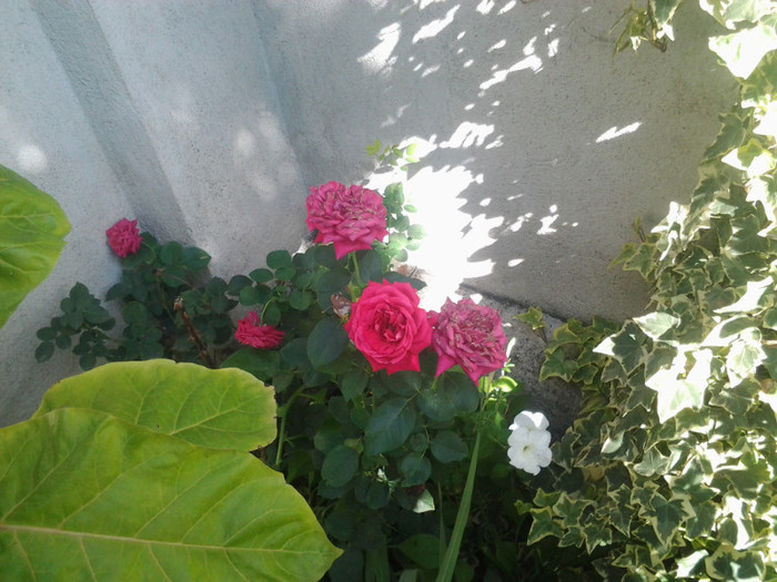 2012-08-29 10.14.31 - trandafiri