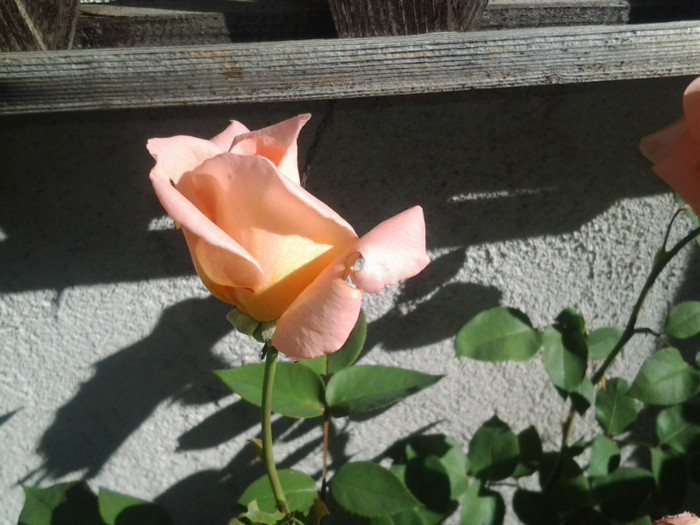 2012-08-29 10.14.48 - trandafiri