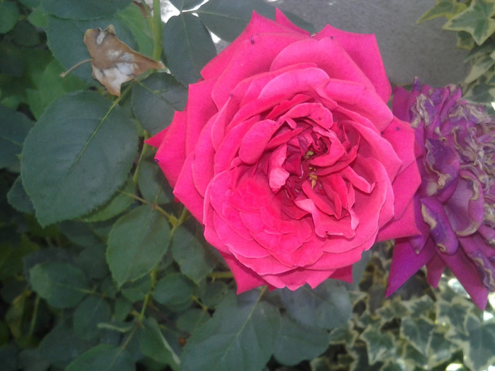 2012-08-29 10.15.10 - trandafiri