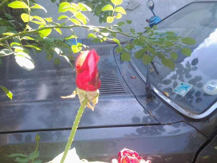 2012-08-29 10.15.37 - trandafiri