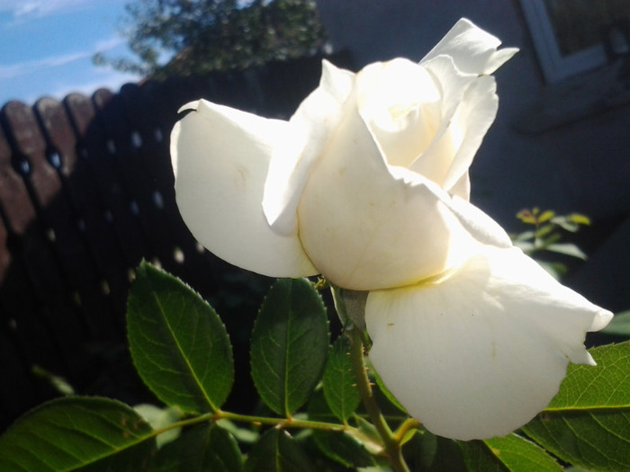 2012-08-29 10.16.13 - trandafiri