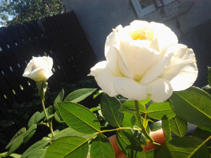 2012-08-29 10.16.22 - trandafiri