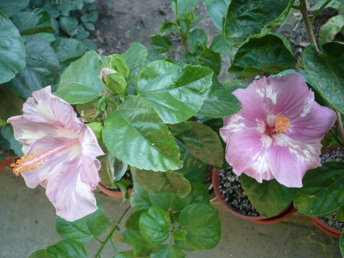 P1180146