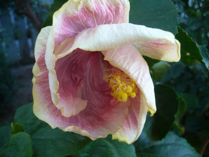 P1180151