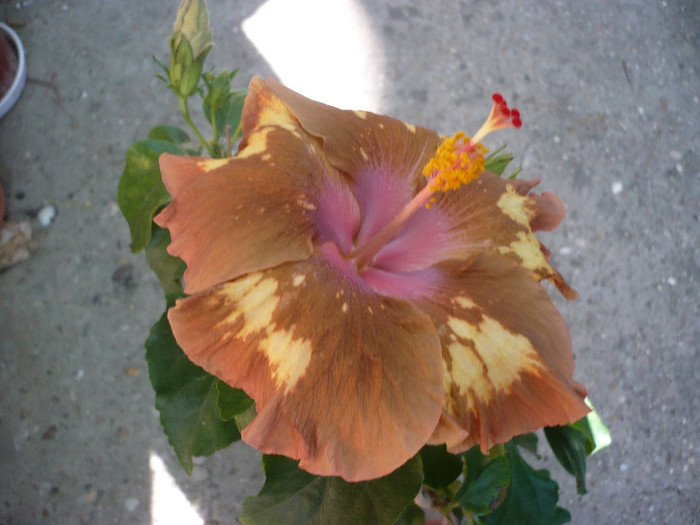 P1180157