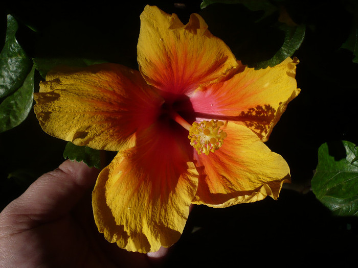 P1180158