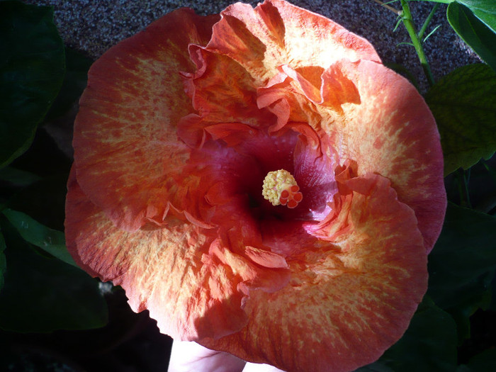 P1180164