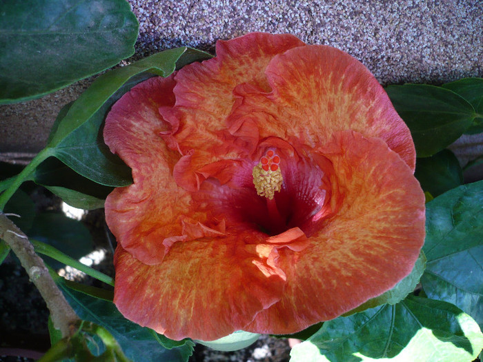P1180166