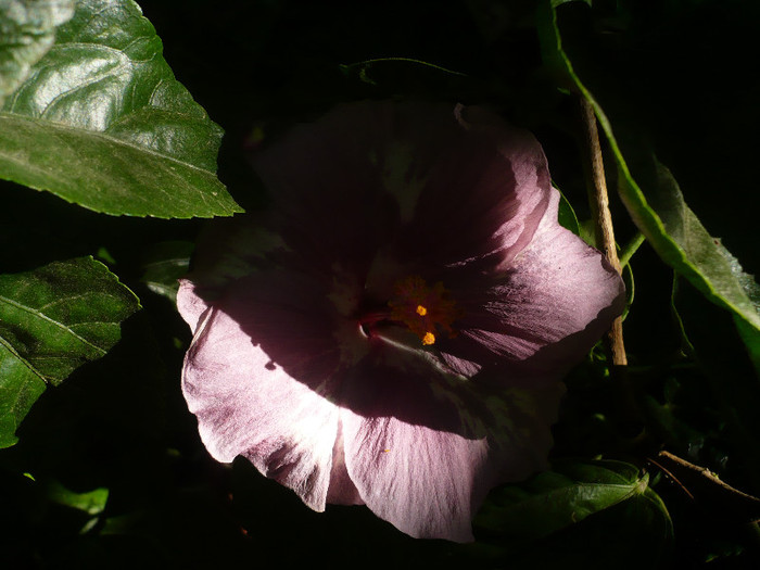 P1180184