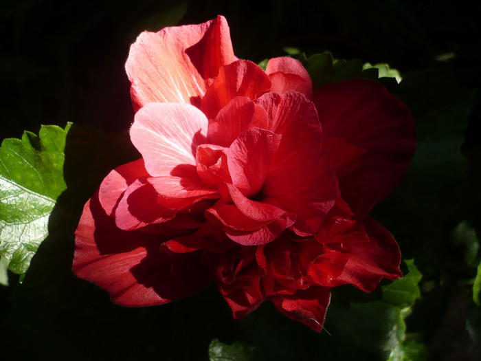 P1180185