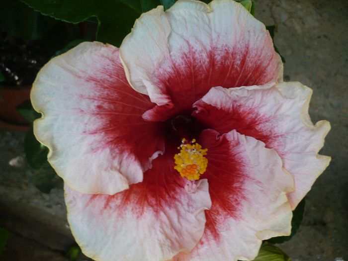 P1180186