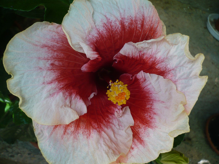 P1180188