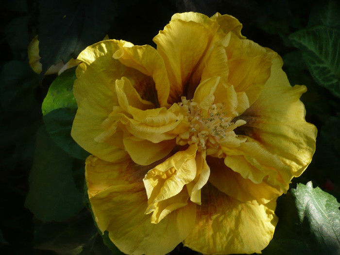 P1180191