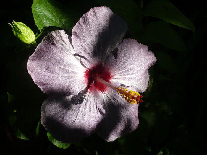 P1180195