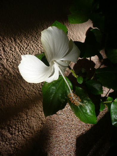 P1180197