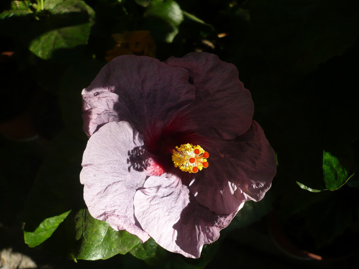 P1180200