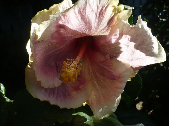 P1180203
