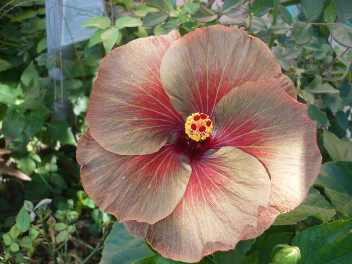 P1180211 - HIBISCUSI 2012-6